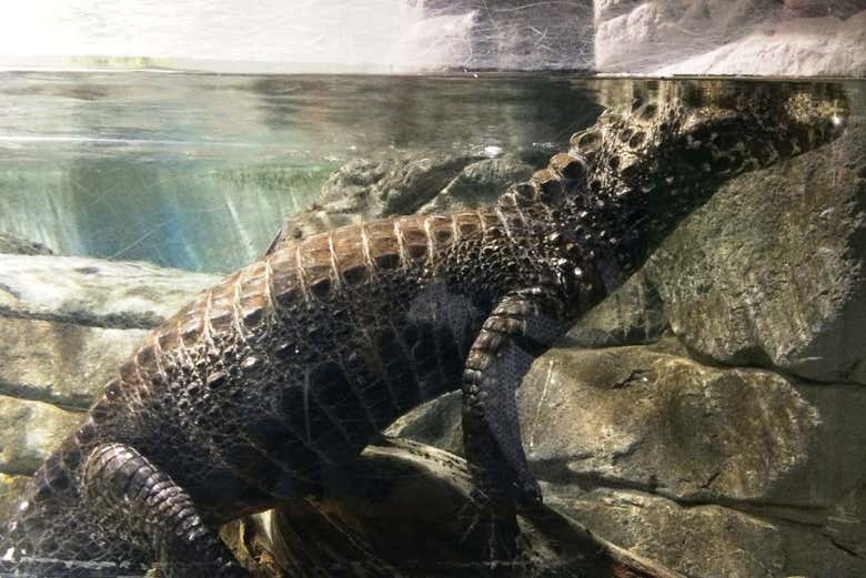 Caimán de Cuvier en el Acuario de Sevilla